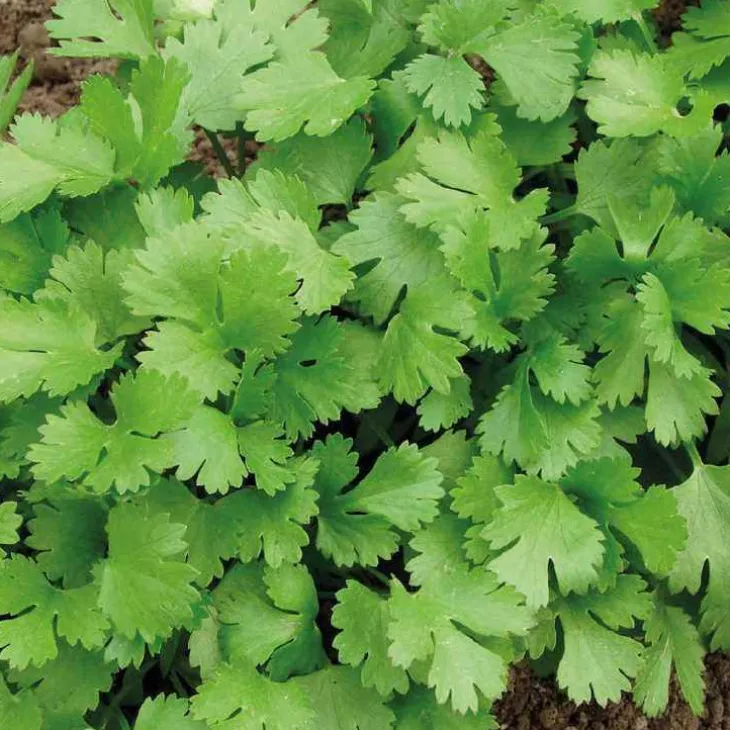 Coriandre Bio. Le pot de 2,5 litres