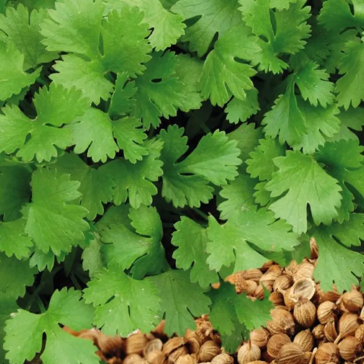 Coriandre Bio. Le pot de 9x9 cm