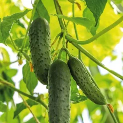 Cornichon Hokus Bio. La barquette de 3 plants