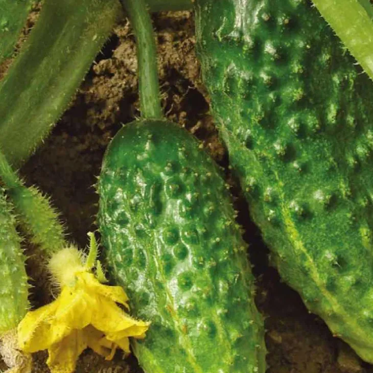 Cornichon Hokus Bio. La barquette de 3 plants