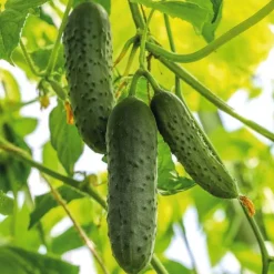 Cornichon Hokus Bio. Le pot de 10,5 cm