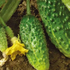 Cornichon Hokus Bio. Le pot de 10,5 cm