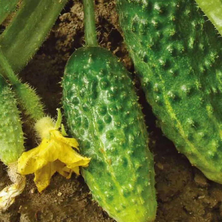 Cornichon Hokus Bio. Le pot de 10,5 cm