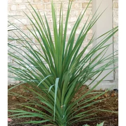 Cornouiller - pot 5 L