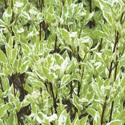 Cornouiller panaché Elegantissima blanc. Le pot de 3 litres