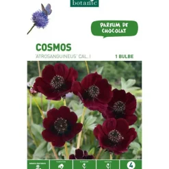 Cosmos Atrosanguineus rouge foncé botanic® - 1 bulbe