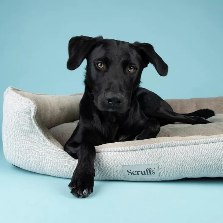Couchage orthopédique pour chien coloris marron Scruffs Harvard - Taille XXL 110 x 82 x 22 cm