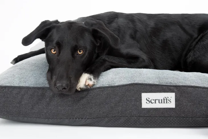 Couchage orthopédique pour chien coloris gris Scruffs Harvard - Taille XXL 140 x 100 x 20 cm