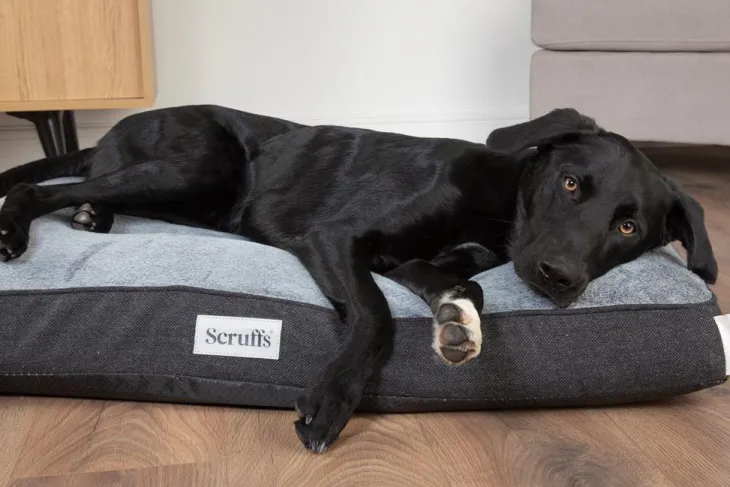 Couchage orthopédique pour chien coloris gris Scruffs Harvard - Taille XXL 140 x 100 x 20 cm