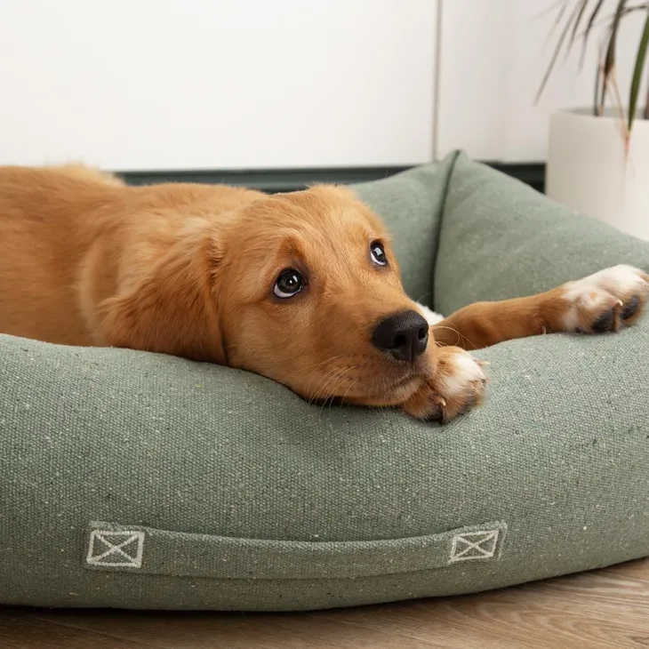 Couchage pour chien coloris vert corbeille Scruffs Eco Eden - Taille M 60 x 50 cm