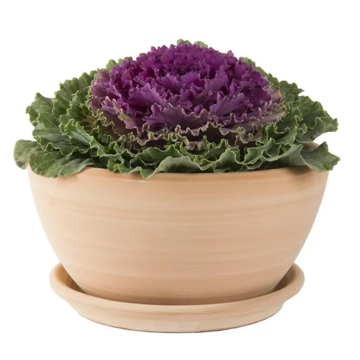 Coupe Cuenco lisse en terre cuite D30x H15