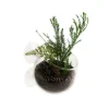 Coupe en verre pour plante naturelles coloris transparent avec ventouses - 9 x 6 x 6 cm