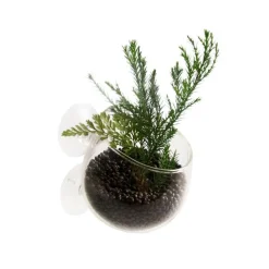 Coupe en verre pour plante naturelles coloris transparent avec ventouses - 9 x 6 x 6 cm