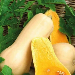 Courge Butternut Waltham Bio. Le pot de 10,5 cm