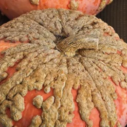 Courge Galeuse D'Eysines Bio. Le pot de 9x9 cm