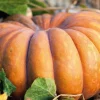 Courge Musquée De Provence Bio. La barquette de 3 plants
