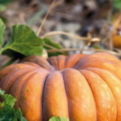 Courge Musquee De Provence Bio. La barquette de 3 plants