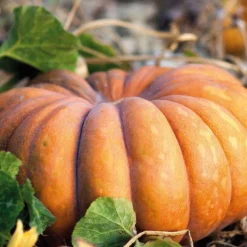 Courge Musquee De Provence Bio. Le pot de 10,5 cm