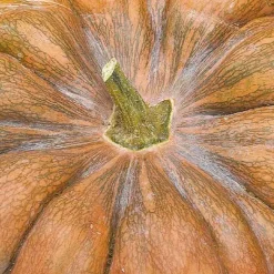 Courge Musquee De Provence Bio. Le pot de 10,5 cm