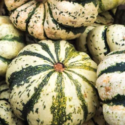 Courge Patidou Sweet Dumpling Bio. Le pot de 9x9 cm