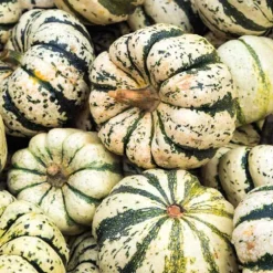 Courge Patidou Sweet Dumpling Bio. Le pot de 10,5 cm