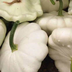 Courge Patisson Blanc Bio. Le pot de 9x9 cm