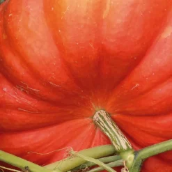 Courge Rouge Vif D' Etampes Bio. La barquette de 3 plants