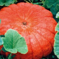 Courge Rouge Vif D'Etampes Bio. Le pot de 10,5 cm