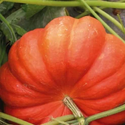 Courge Rouge Vif D'Etampes Bio. La barquette de 3 plants