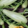 Courgette Blanche Amalthée Bio. Le pot de 10,5 cm