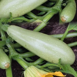 Courgette Blanche Amalthée Bio. Le pot de 10,5 cm