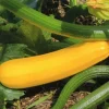 Courgette Jaune Gold Rush F1 Bio. Le pot de 10,5 cm