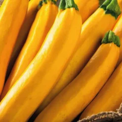 Courgette Jaune Lingodor. Le pot de 10,5 cm