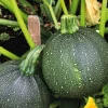 Courgette Ronde De Nice Bio. La barquette de 3 plants