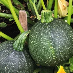 Courgette Ronde De Nice Bio. La barquette de 3 plants