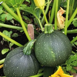 Courgette Ronde De Nice Bio. Le pot de 10,5 cm