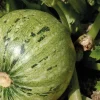 Courgette Ronde De Nice Bio. La barquette de 3 plants