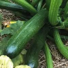 Courgette Verte Zodiac Bio. La barquette de 3 plants