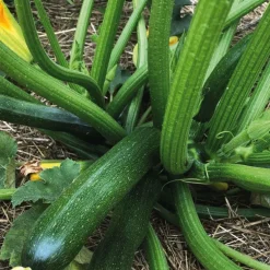 Courgette Verte Zodiac Bio. La barquette de 3 plants