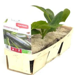 Courgette Verte Zodiac Bio. La barquette de 3 plants