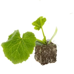 Courgette Verte Zodiac Bio. La motte de 7x7 cm