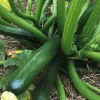Courgette Verte Zodiac Bio. Le pot de 10,5 cm