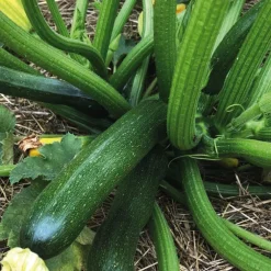 Courgette Verte Zodiac Bio. Le pot de 10,5 cm