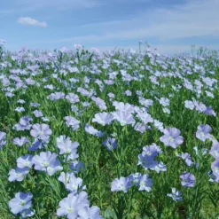 Coussin chauffant des kinés aux graines de lin Mille Oreillers - 24 x 50 cm