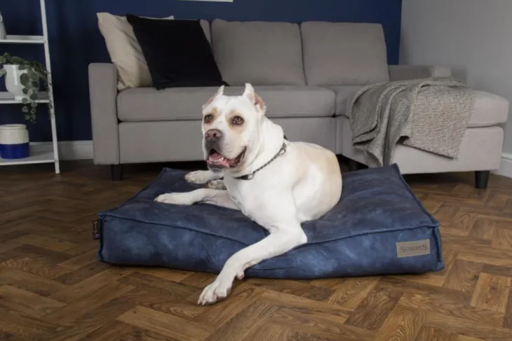 Coussin pour chien bleu Kensington – Taille M