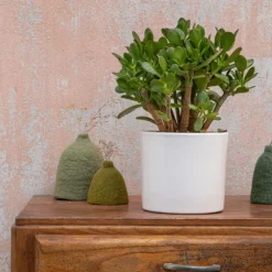 Crassula argentea en pot blanc émaillé H 10 x Ø 20 cm