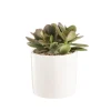 Crassula argentea en pot blanc émaillé H 10 x Ø 15 cm