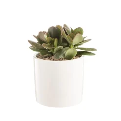 Crassula argentea en pot blanc émaillé H 10 x Ø 15 cm