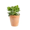 Crassula argentea en pot terre cuite H 10 x Ø 15 cm