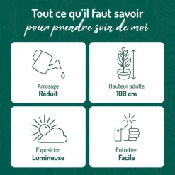 Crassula argentea en pot terre cuite H 10 x Ø 15 cm